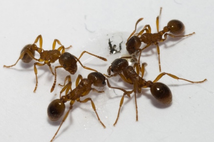 Уничтожение муравьев   в Троицке 