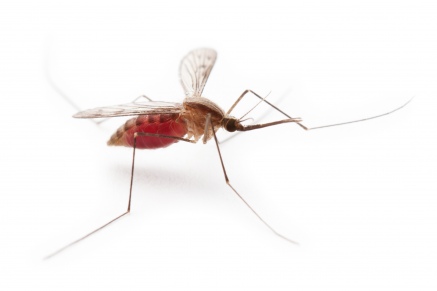 Уничтожение комаров   в Троицке 